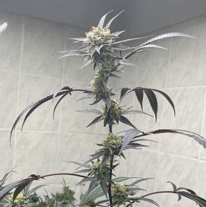 Purple Haze – Bild 2