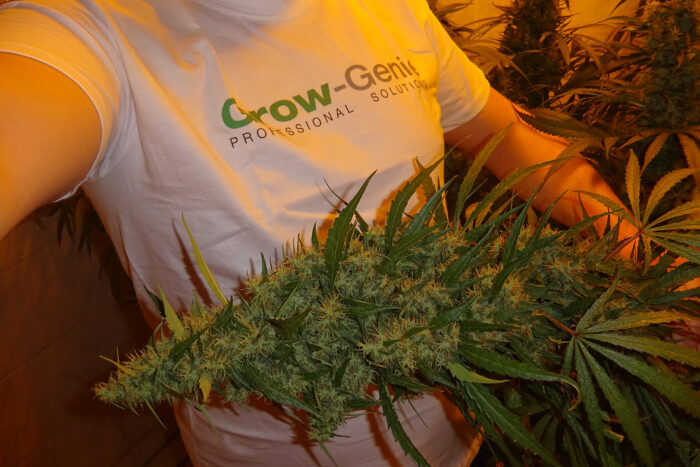 Genies Haze – Bild 2
