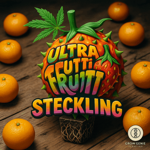 Ultra Tutti Frutti / Hanfsteckling