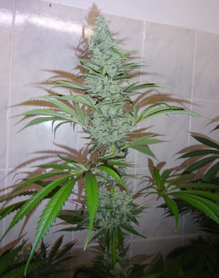 Cereal Milk Haze – Bild 2