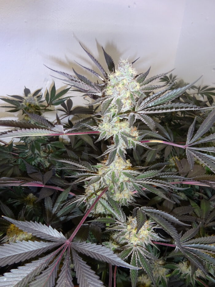 Black Kush *Auto* – Bild 2