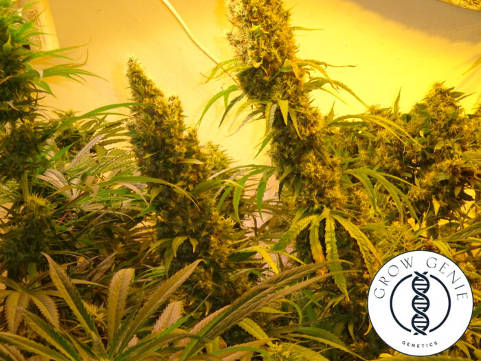 Jabbb The Bud – Bild 3