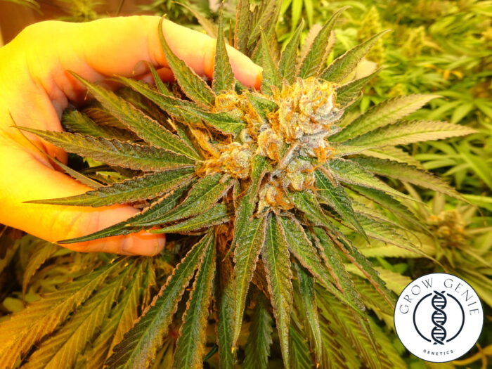 Agent Orange – Bild 2