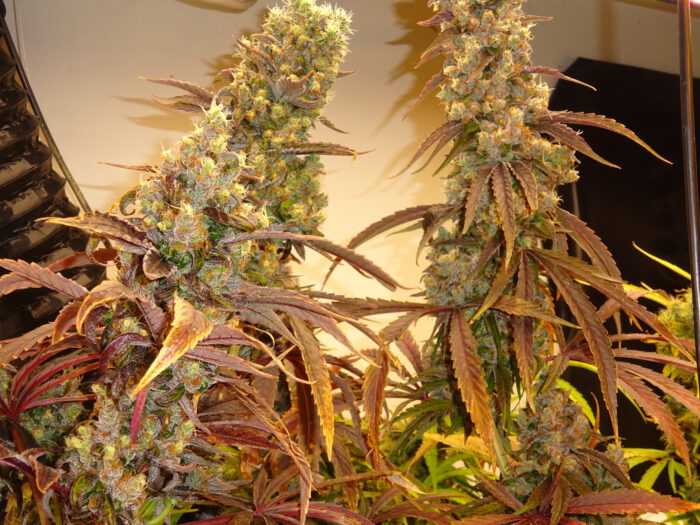 Banana Haze – Bild 2