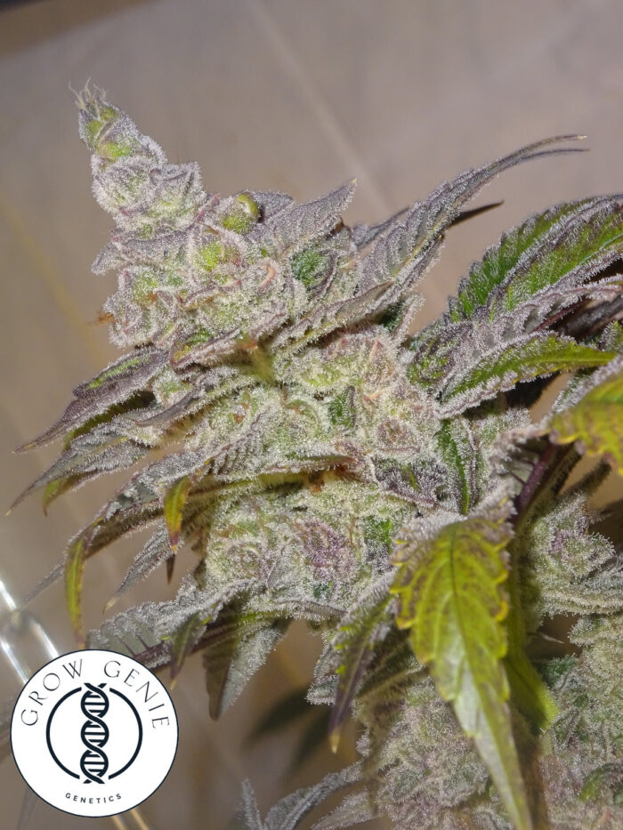 Ultra Tutti Frutti – Bild 2