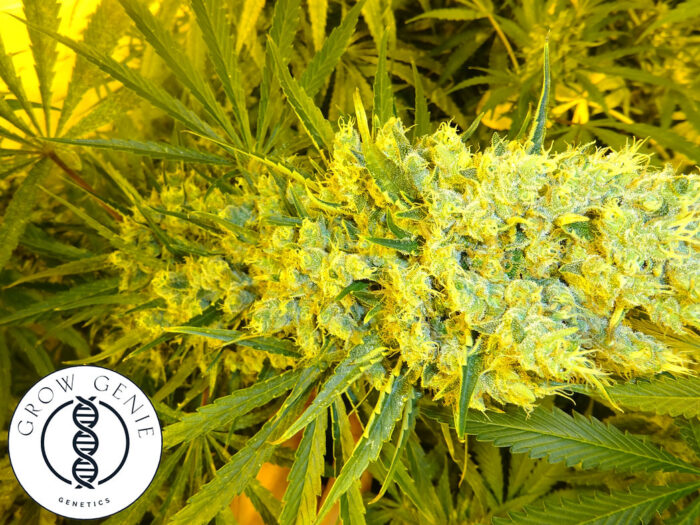 Genies Haze   Fast Version – Bild 2