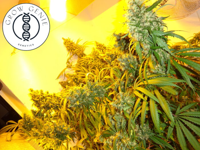 Jabbb The Bud – Bild 2