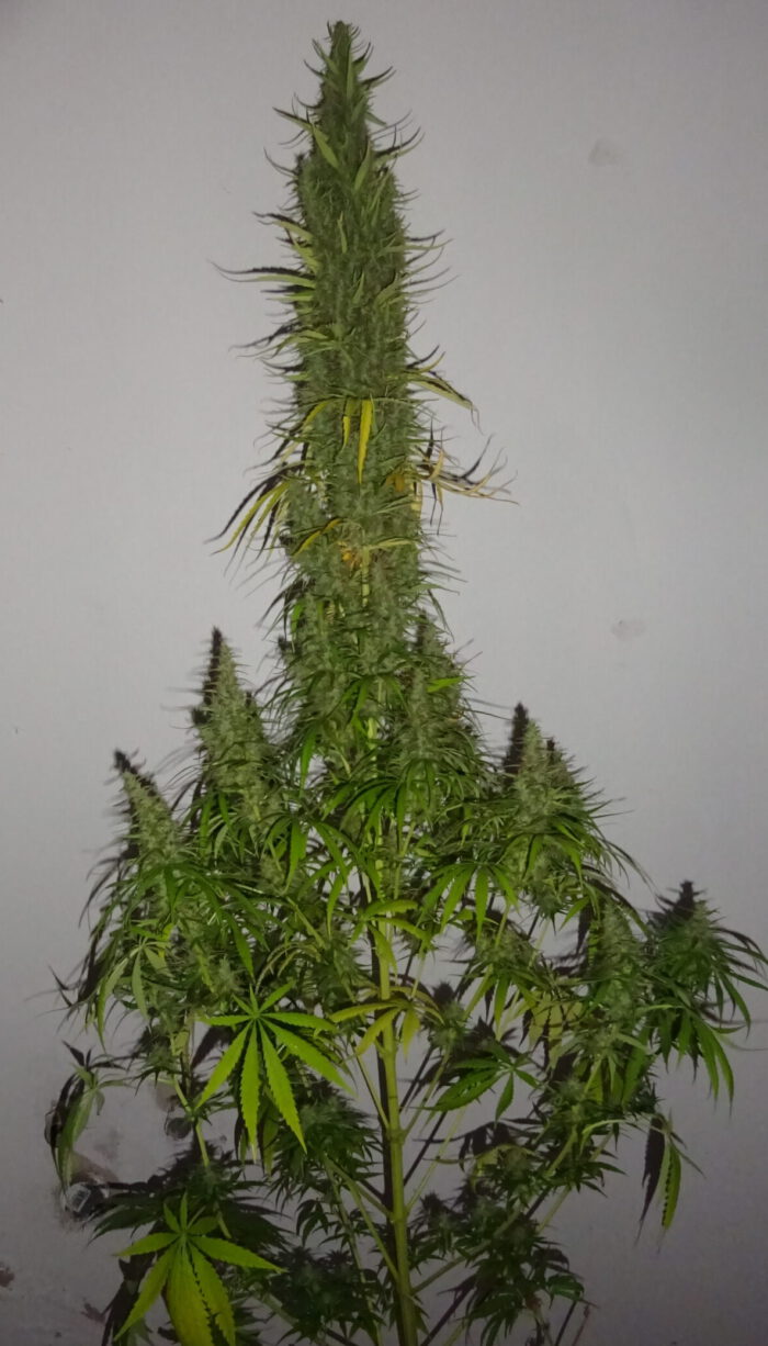 Chemical Haze – Bild 2
