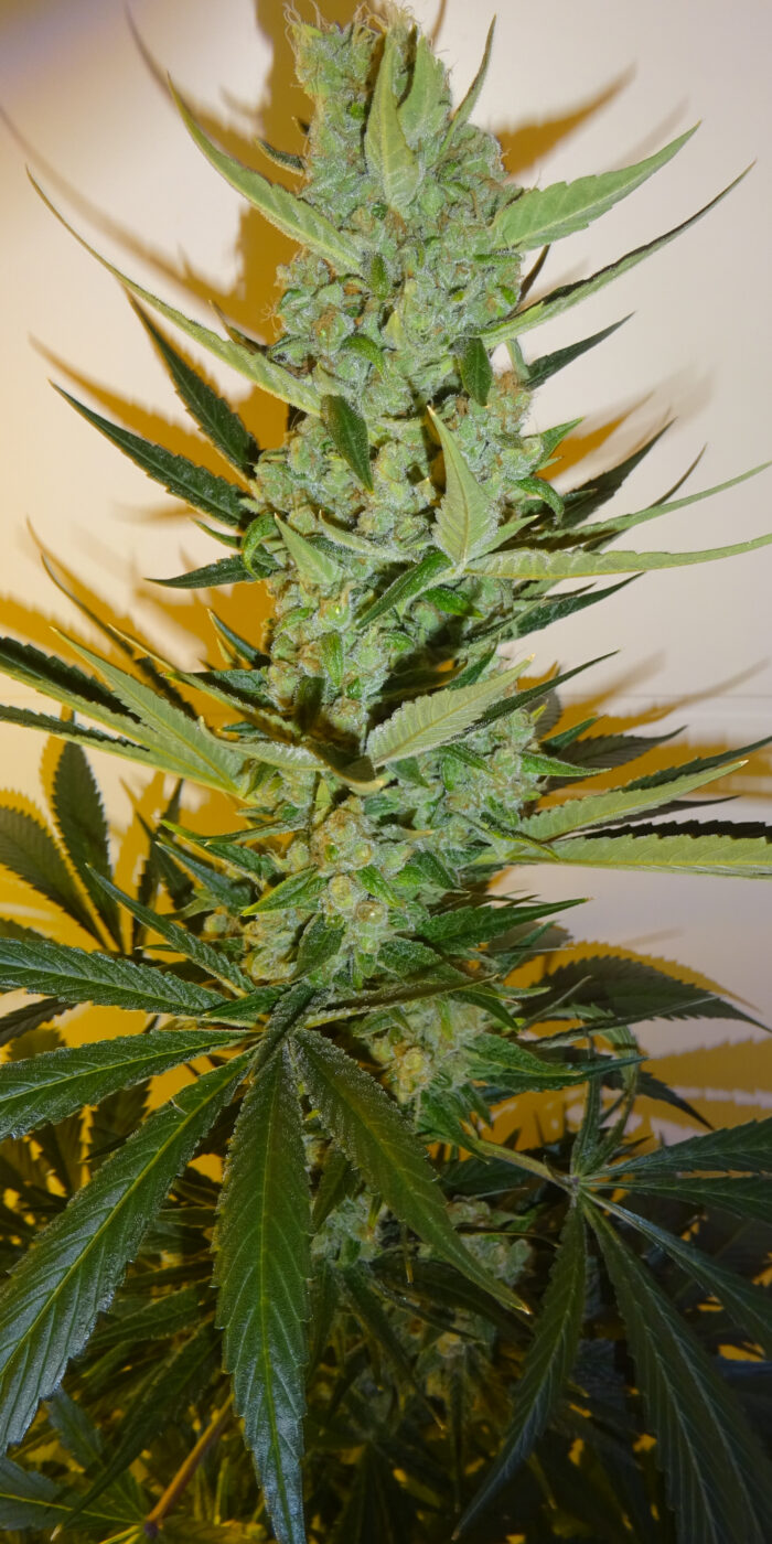 Fast Hash Bud 44 – Bild 2
