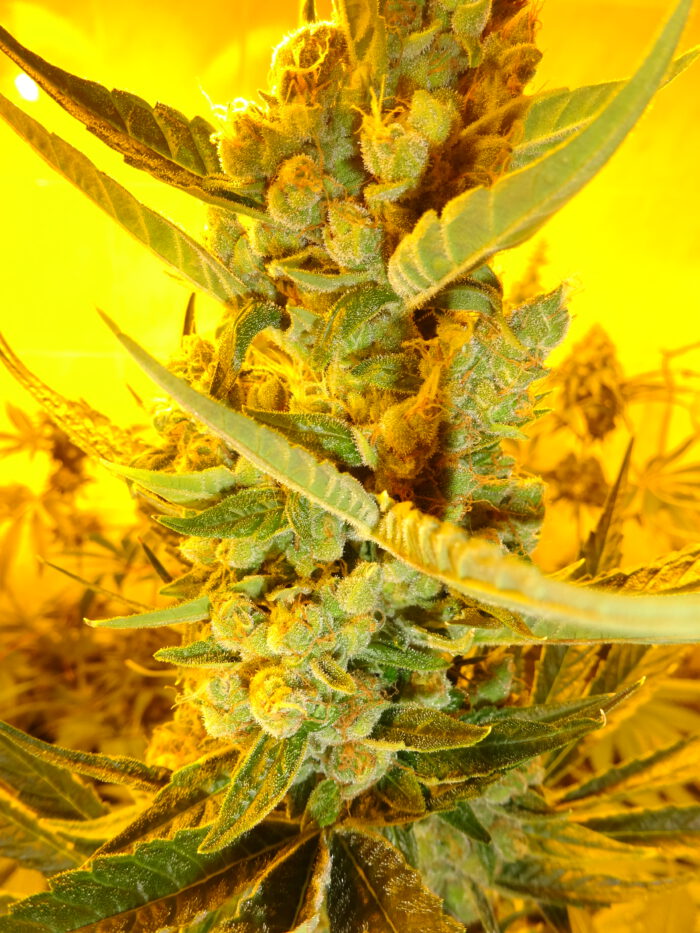 Banana Lemon Bud – Bild 2