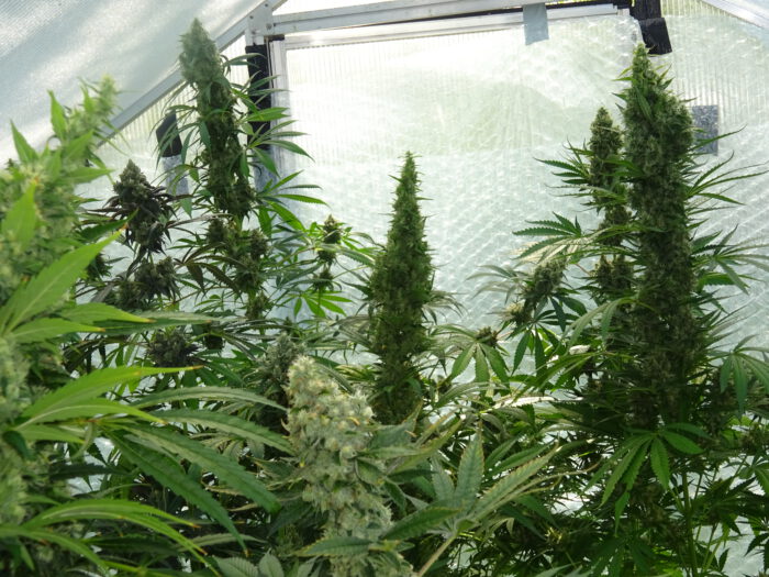 Greenhouse-Mix – Bild 2