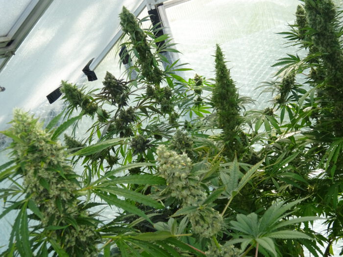 Greenhouse-Mix