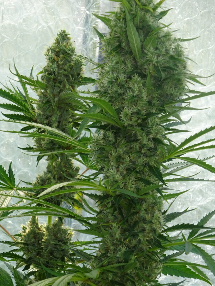 Nevilles Haze – Bild 2