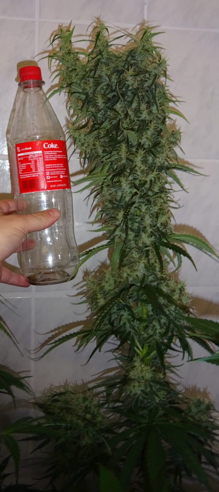 Lemon Haze (Regulär) – Bild 2
