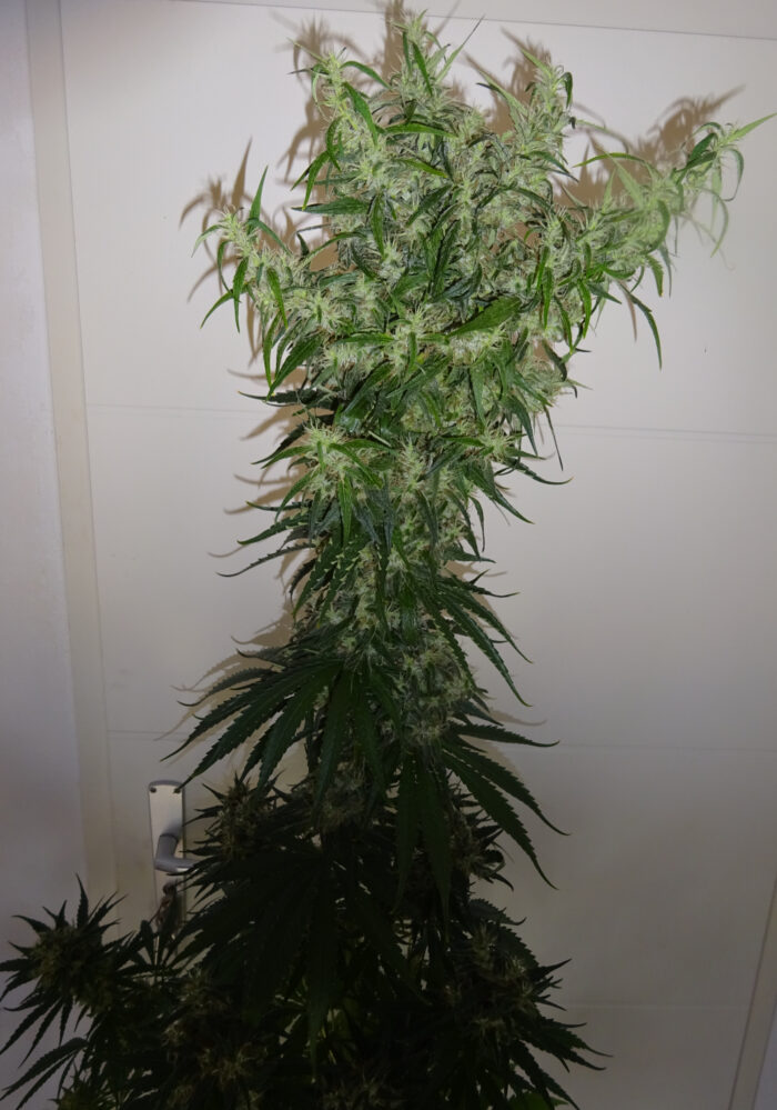 Lemon Haze (Regulär) – Bild 3