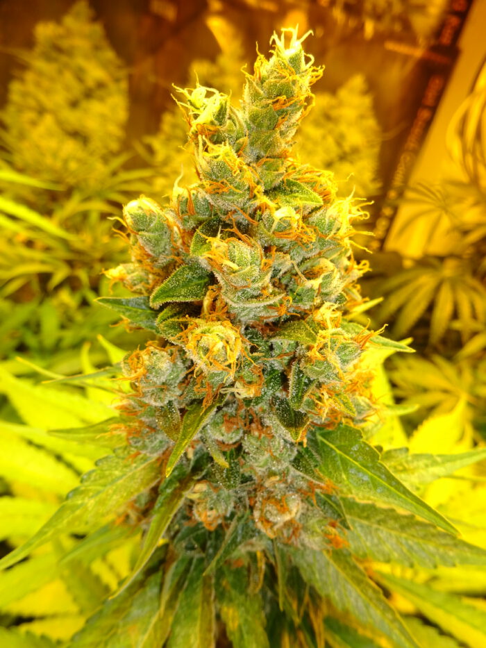 Super Lemon Skunk F4 / Regulär – Bild 2