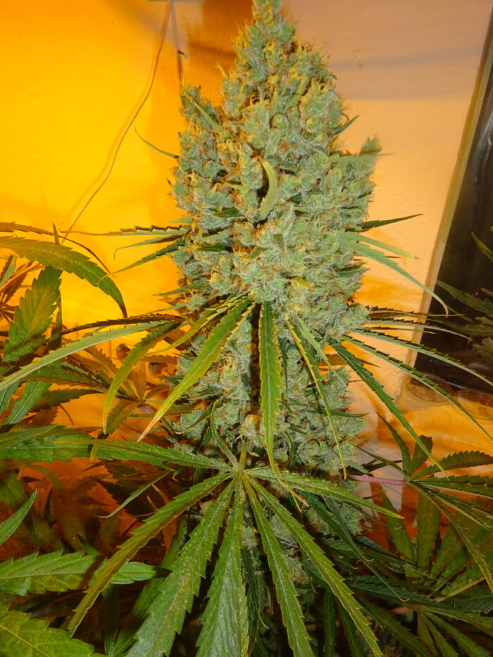 Super Skunk – Bild 2