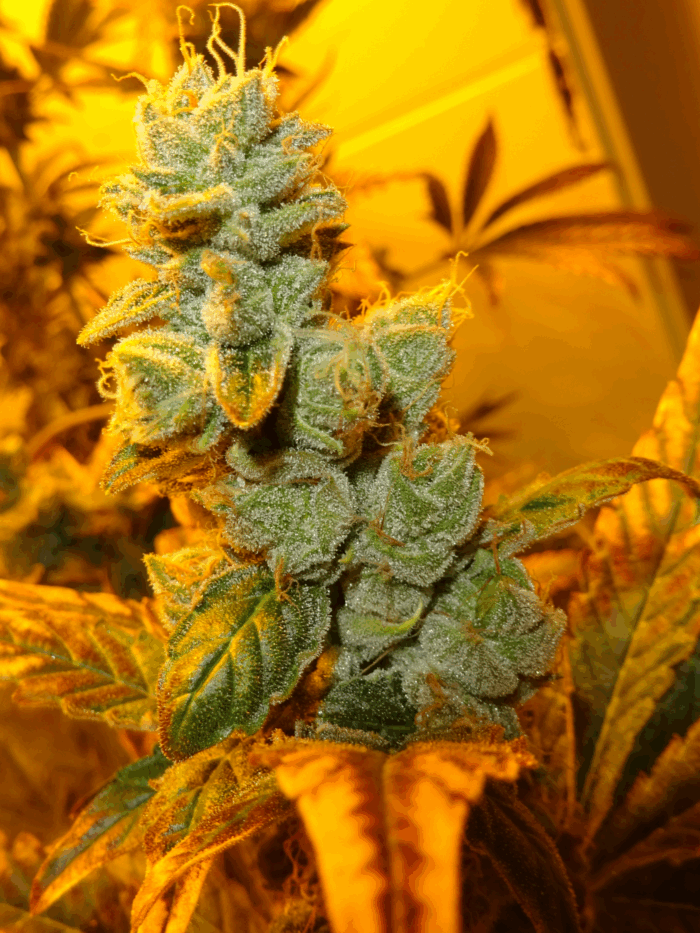 Nuke Bud – Bild 2