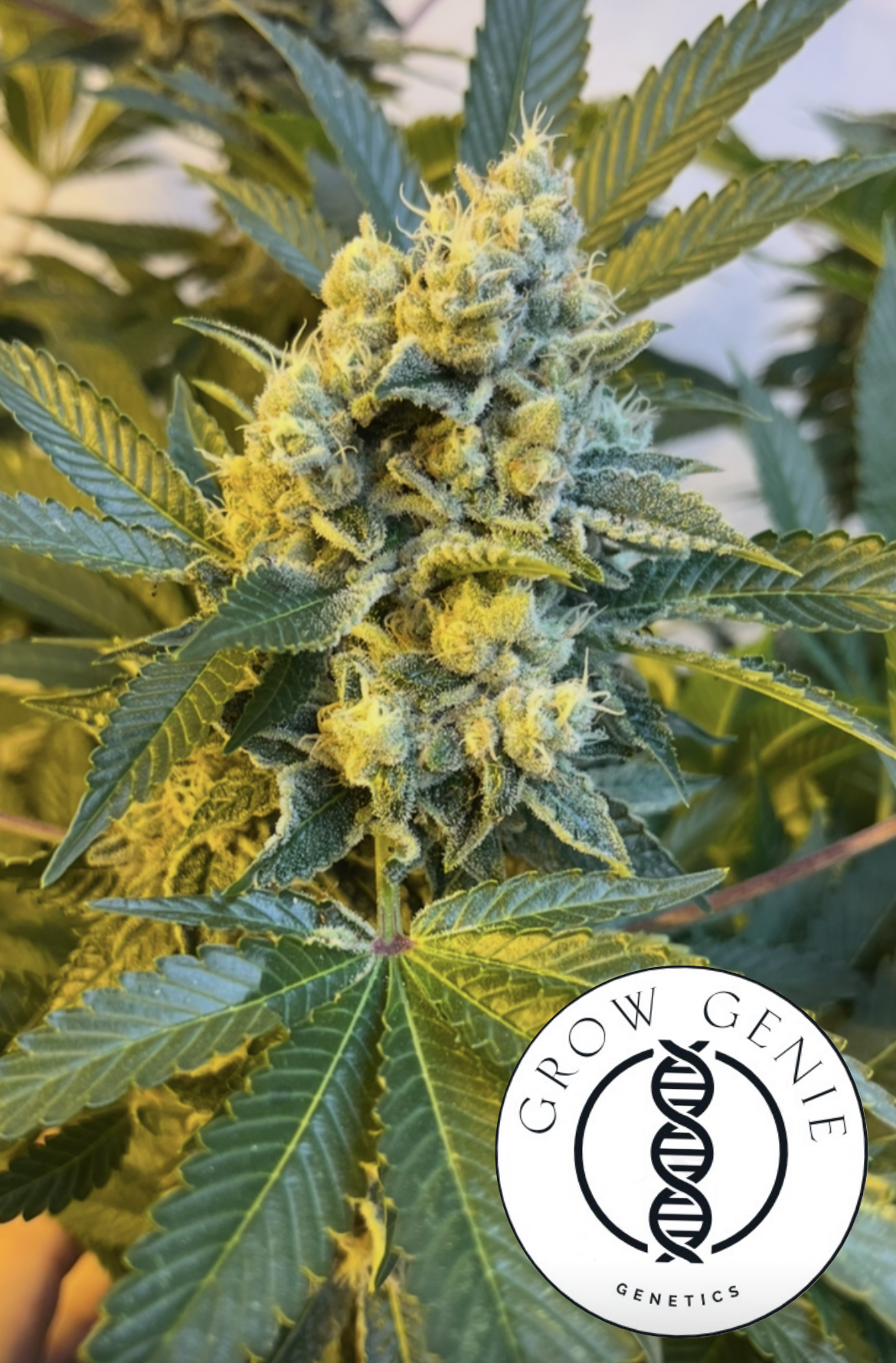 White Widow – Bild 2