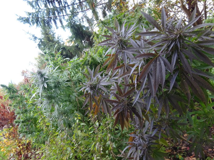 Blacck Haze – Bild 5