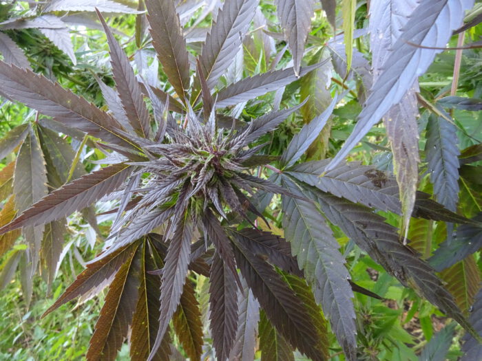 Blacck Haze – Bild 4