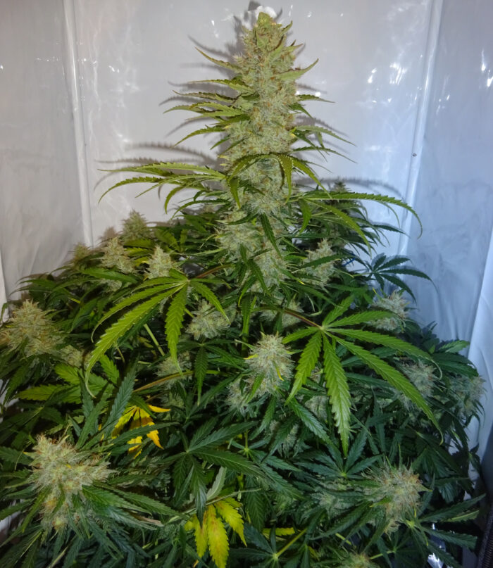 Northern Lights Auto – Bild 2