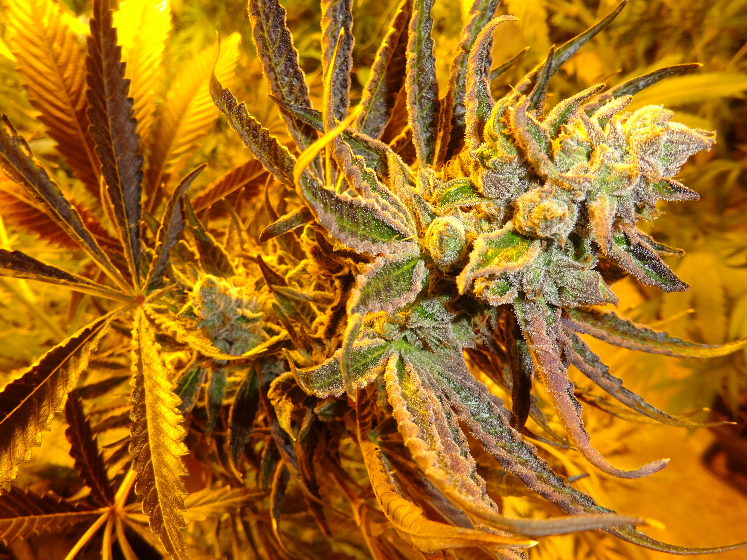 Blueberry – Bild 2