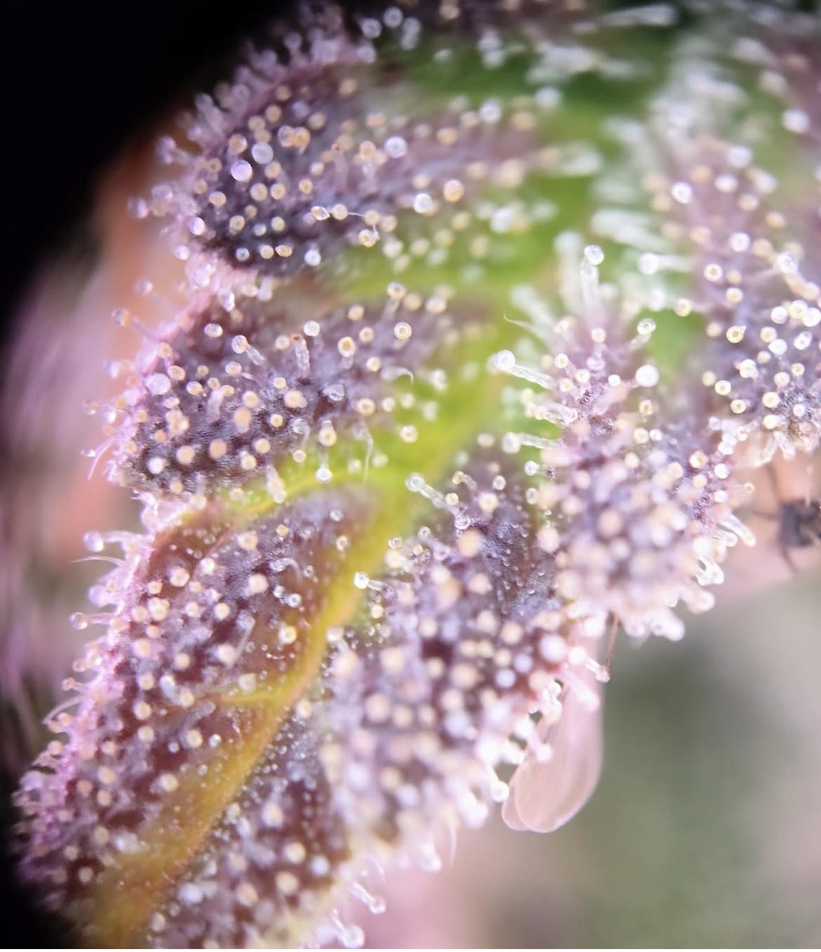 Trichome Richtige Erntezeitpunkt Avada Car Dealer News
