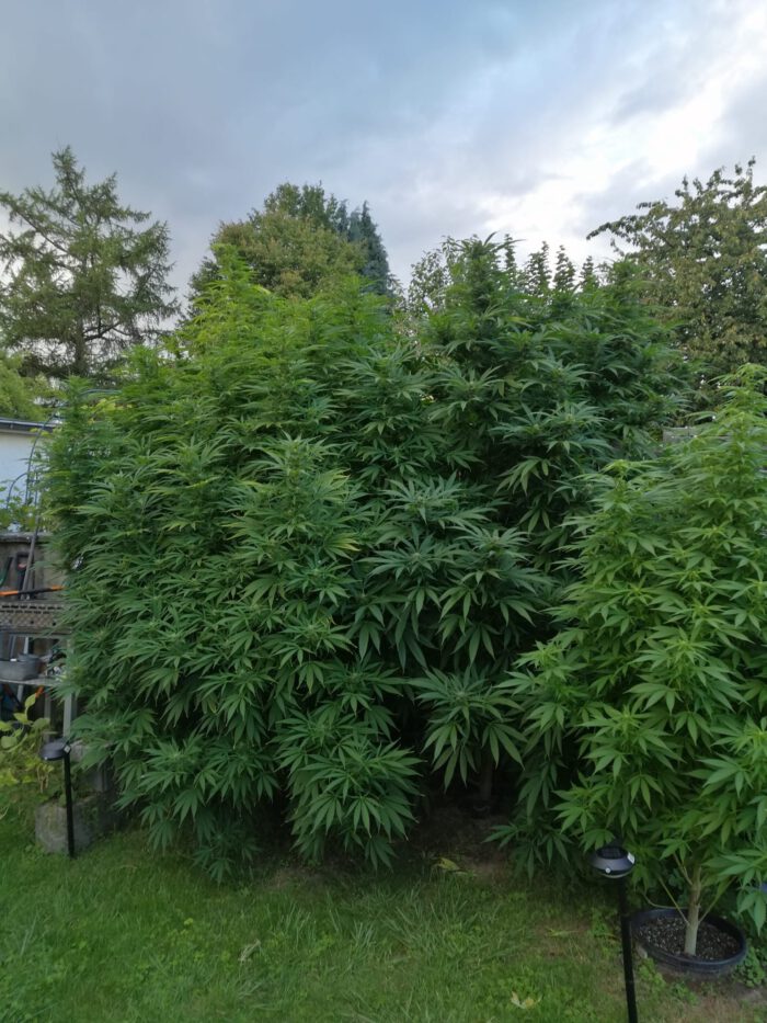Blacck Haze – Bild 3