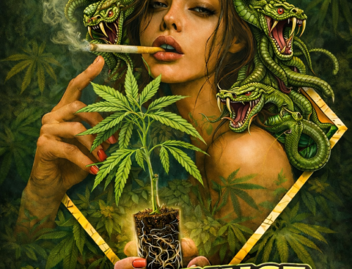 Cannabis-Stecklinge von Grow-Genie-Genetics – Qualität, die überzeugt