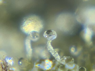 "Unreifes, klares Trichom deutet darauf hin, dass die Pflanze noch nicht erntereif ist." „Ein unreifes, klares Trichom zeigt an, dass die Pflanze noch nicht bereit zur Ernte ist.“