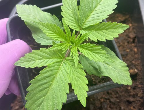 Cannabispflanzen richtig umtopfen – der komplette Grow-Genie-Guide für gesundes Wachstum