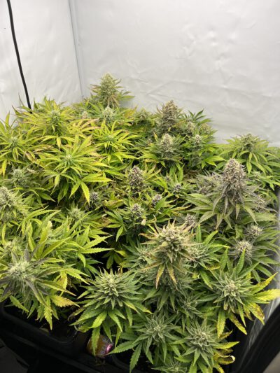Praxisbeispiel: Test-Zelt 1 – 80x80x160 cm Grow-Genie hat getestet, welche Autoflower-Strains sich unter kühleren Bedingungen optimal entwickeln. Die getesteten Sorten: Black Kush Genie’s Glue 4 Ultra Tutti Frutti 2 Ice-Mintz Bedingungen: Temperatur: ca. 19 °C Beleuchtung: 200W LED Zeltgröße: 80x80x160 cm Ergebnis: Alle Pflanzen zeigten gesundes Wachstum, stabile Blütenentwicklung und hohe Potenz – trotz kühler Umgebung. Dieses Praxisbeispiel bestätigt, dass Autoflower-Strains mit robustem Genpool auch in kalten Regionen oder kühlen Growboxen erfolgreich angebaut werden können. Grow-Genie-Tipp: Mit diesen Sorten lassen sich selbst in Kellern oder Zelten bei 15–20 °C hervorragende Ergebnisse erzielen, ohne dass Wachstum, Blütengröße oder Cannabinoidproduktion leiden.