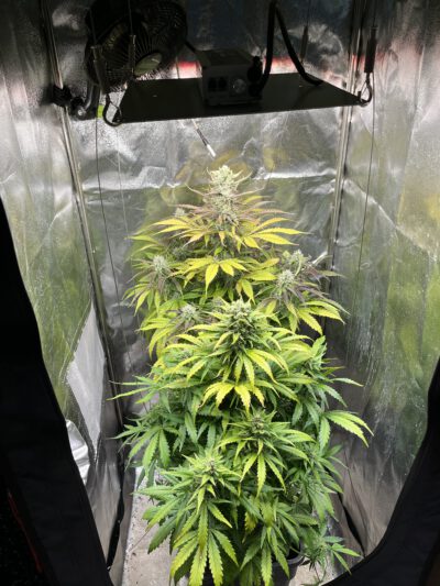 Grow-Genie hat selbst getestet: Black Kush ,Genie’s Glue 4 lassen sich bei niedrigen Temperaturen erfolgreich anbauen.Temperatur: ca. 19 °C Beleuchtung: 150W LED Ergebnis: Gesunde Pflanzen, stabile Blütenentwicklung und gute Potenz – trotz kühler Umgebung.