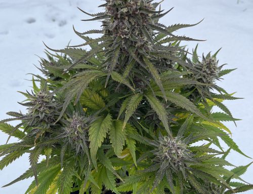Cannabisanbau unter kalten Bedingungen